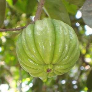 GARCINIA CAMBOGIA EXTRACT WEIGHT LOSS